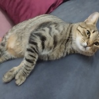 Tekir Kedi, Kedi  LEO fotoğrafı