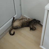 Tekir Kedi, Kedi  LEO fotoğrafı