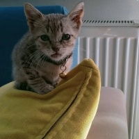 Tekir Kedi, Kedi  LEO fotoğrafı