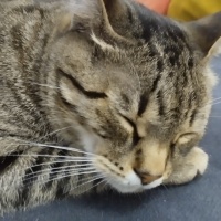 Tekir Kedi, Kedi  LEO fotoğrafı