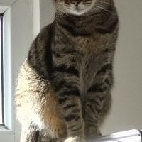 Tekir Kedi, Kedi  LEO fotoğrafı