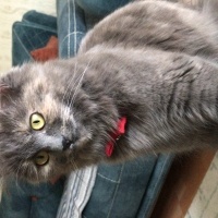 British Longhair, Kedi  Mia fotoğrafı