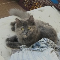 British Longhair, Kedi  Mia fotoğrafı