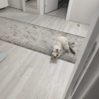 Scottish Fold, Kedi  Asya fotoğrafı