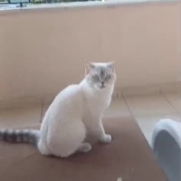 Scottish Fold, Kedi  Asya fotoğrafı