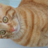 Tekir Kedi, Kedi  Tekir fotoğrafı