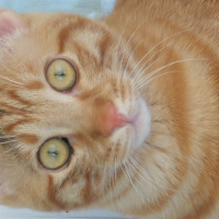 Tekir Kedi, Kedi  Tekir fotoğrafı