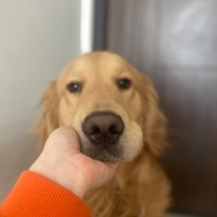 Golden Retriever, Köpek  Louie fotoğrafı