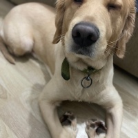 Golden Retriever, Köpek  Louie fotoğrafı