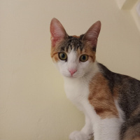 Tekir Kedi, Kedi  Maya fotoğrafı