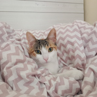 Tekir Kedi, Kedi  Maya fotoğrafı