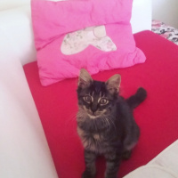 Maine Coon, Kedi  pati fotoğrafı