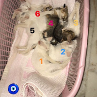 Tekir Kedi, Kedi  Dedoş fotoğrafı