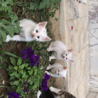 Tekir Kedi, Kedi  Dedoş fotoğrafı