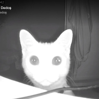 Tekir Kedi, Kedi  Afrodit (afro) fotoğrafı