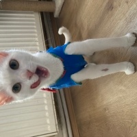Tekir Kedi, Kedi  Afrodit (afro) fotoğrafı