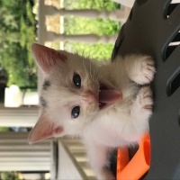 Tekir Kedi, Kedi  Afrodit (afro) fotoğrafı