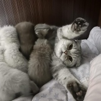 Scottish Fold, Kedi  Köpük fotoğrafı