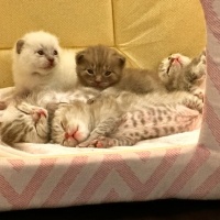 Scottish Fold, Kedi  Köpük fotoğrafı