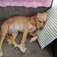 Amerikan Cocker Spaniel, Köpek  Betty fotoğrafı