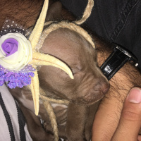 Amerikan Pitbull Terrier, Köpek  Ela fotoğrafı