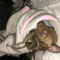 Amerikan Pitbull Terrier, Köpek  Ela fotoğrafı