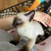 Siyam Kedisi, Kedi  Kedi fotoğrafı