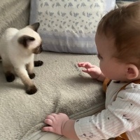 Siyam Kedisi, Kedi  Kedi fotoğrafı