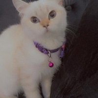 British Shorthair, Kedi  leo fotoğrafı