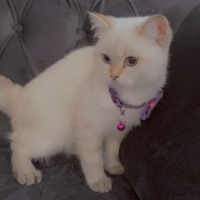 British Shorthair, Kedi  leo fotoğrafı