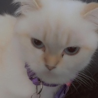 British Shorthair, Kedi  leo fotoğrafı