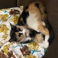 Tekir Kedi, Kedi  Çingene fotoğrafı