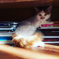 Tekir Kedi, Kedi  fındık fotoğrafı
