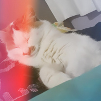 Tekir Kedi, Kedi  fındık fotoğrafı