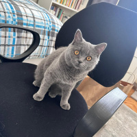 British Shorthair, Kedi  Boncuk fotoğrafı