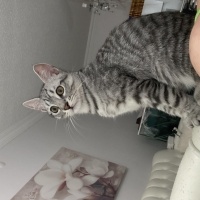 British Shorthair, Kedi  Ayıcık fotoğrafı