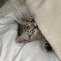 British Shorthair, Kedi  Ayıcık fotoğrafı