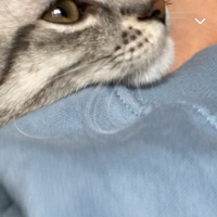 British Shorthair, Kedi  Ayıcık fotoğrafı