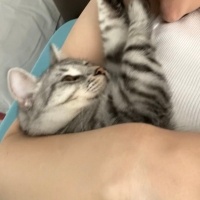 British Shorthair, Kedi  Ayıcık fotoğrafı