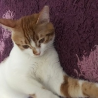 Tekir Kedi, Kedi  Pati fotoğrafı