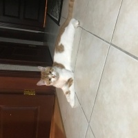 Tekir Kedi, Kedi  Pati fotoğrafı