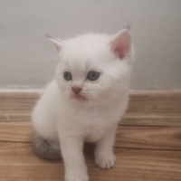 British Shorthair, Kedi  Yeni doğan fotoğrafı
