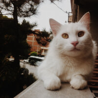 Ankara Kedisi, Kedi  Şakir fotoğrafı