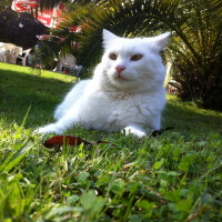 Ankara Kedisi, Kedi  Şakir fotoğrafı