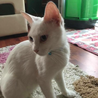 Ankara Kedisi, Kedi  Ursula fotoğrafı