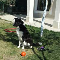 Border Collie, Köpek  Leo fotoğrafı