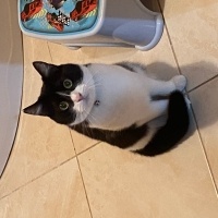 Tekir Kedi, Kedi  EVA fotoğrafı