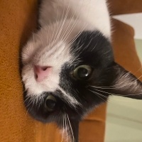 Tekir Kedi, Kedi  EVA fotoğrafı