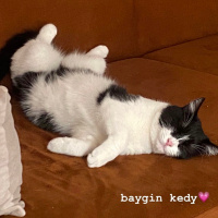 Tekir Kedi, Kedi  EVA fotoğrafı