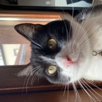 Tekir Kedi, Kedi  EVA fotoğrafı